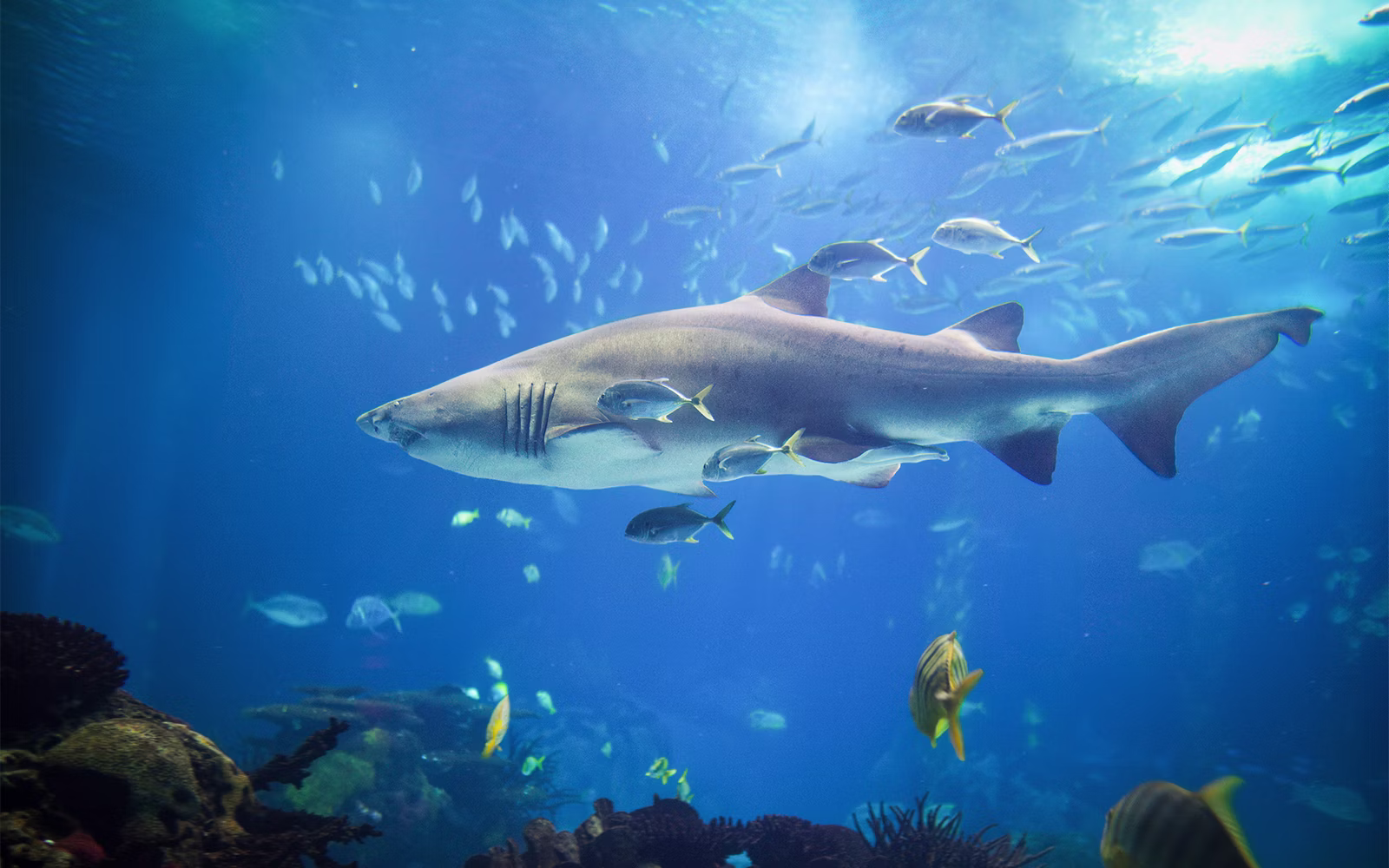 Visit To Dubai Aquarium And Underwater Zoo